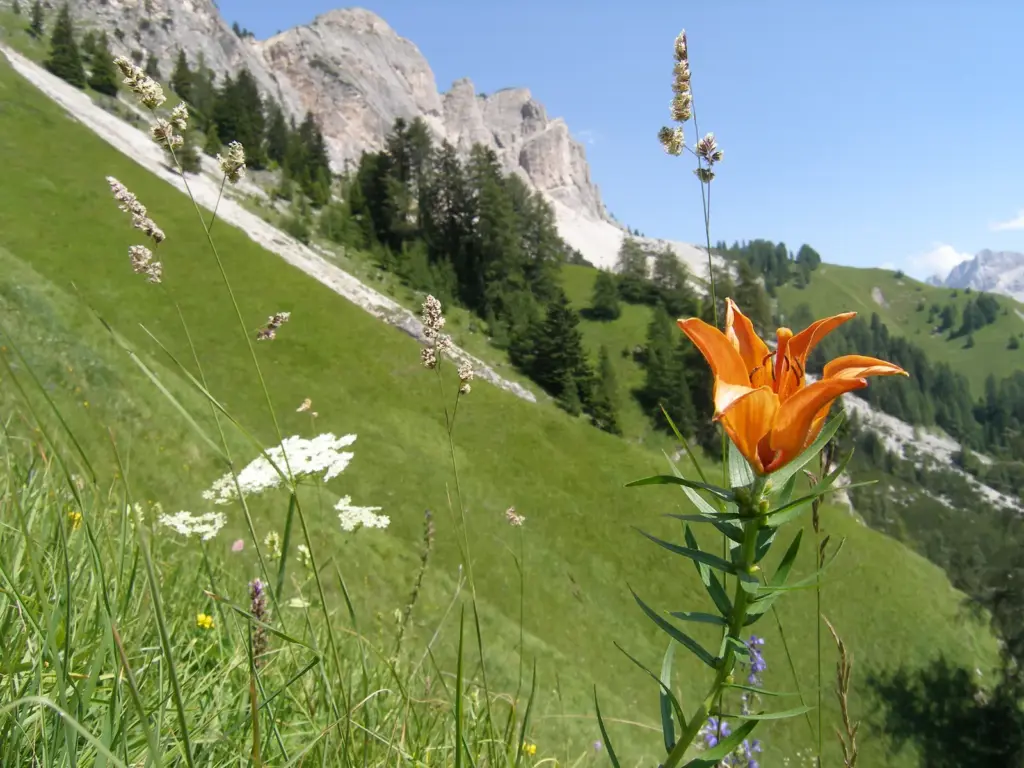 Cortina d'Ampezzo