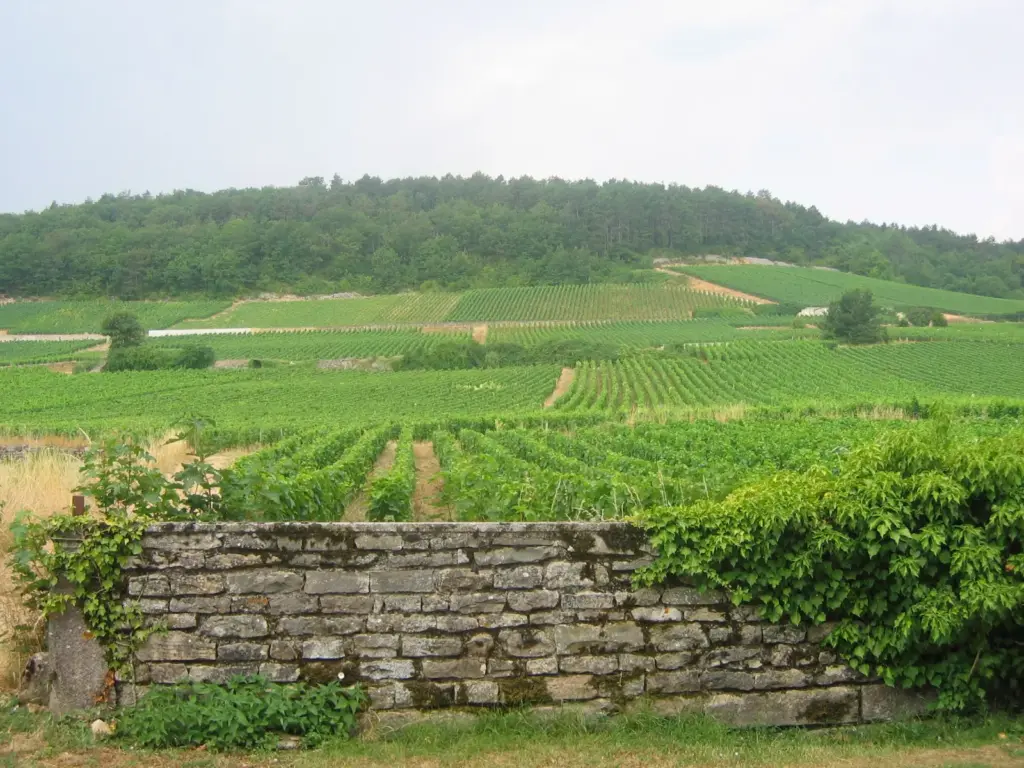 Gevrey-Chambertin Grand Cru borvidék