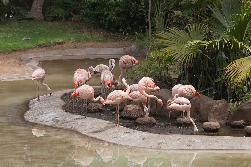 Loro Parque – Tenerife