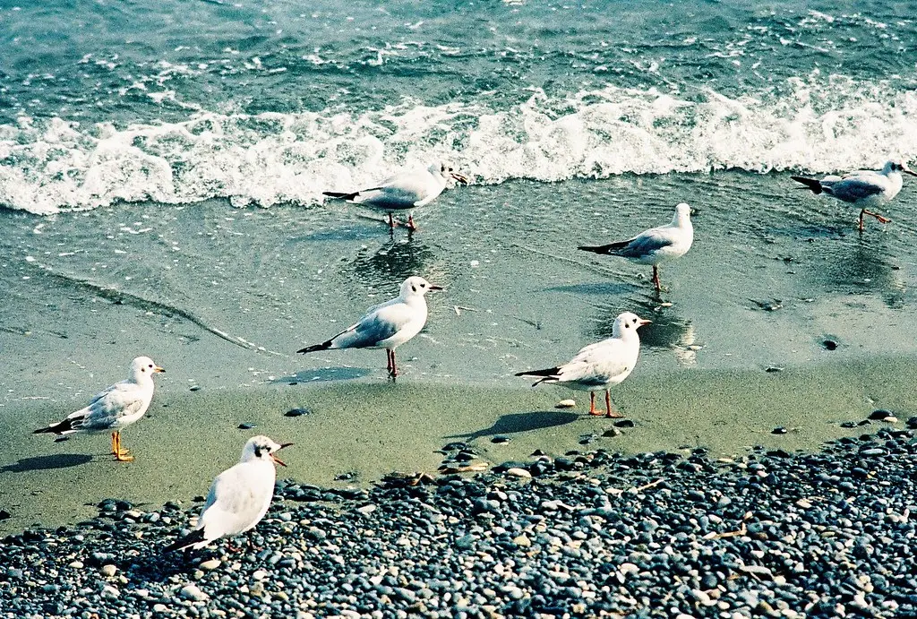 Lady's Mile strand