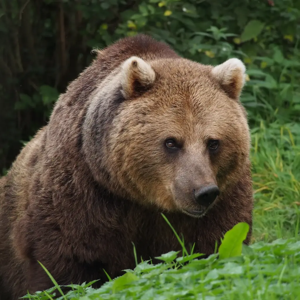 Abruzzo Nemzeti Park – farkas, medve, szarvas