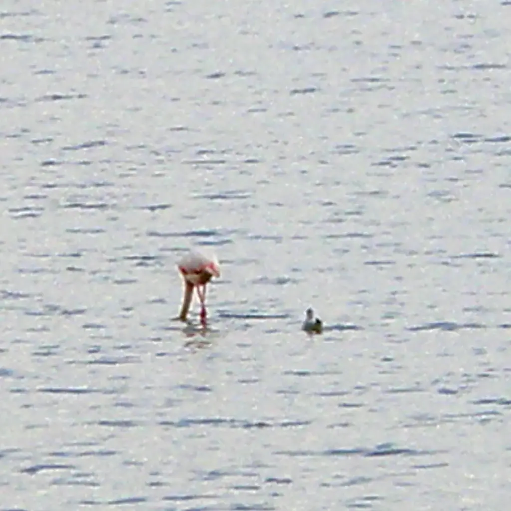 Larnaca sótava és a flamingók