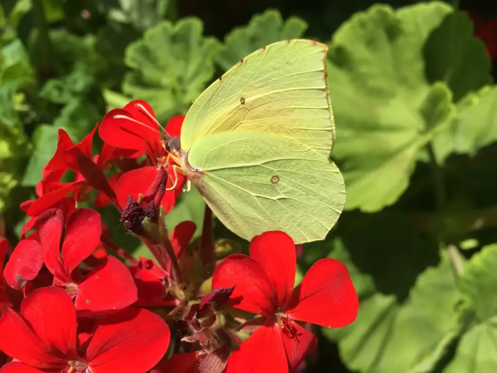 Butterflies Valley (pillangóvölgy)