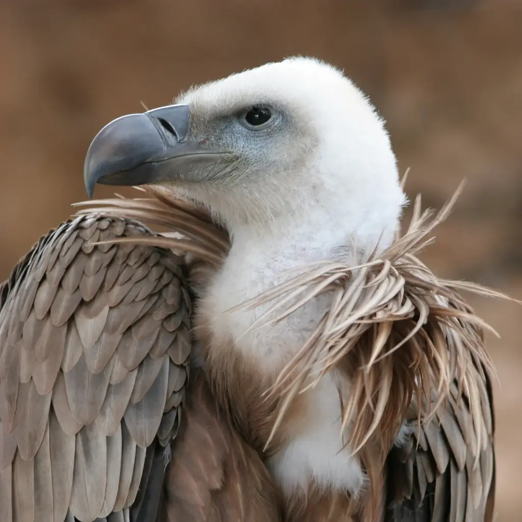 Monfragüe Nemzeti Park – keselyűk