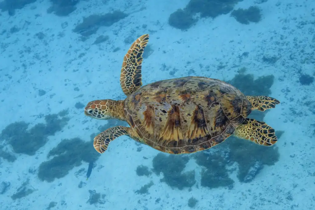 Laganas strand – tengeri teknős (Caretta caretta) fészkelőhely