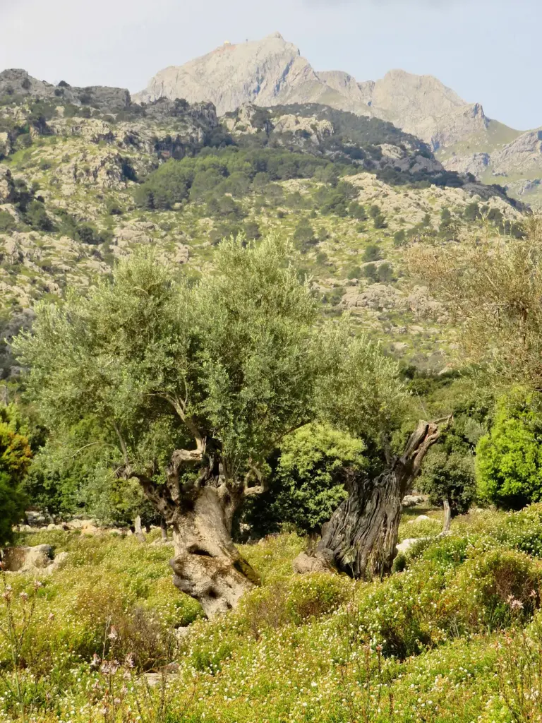 Mallorca – Tramuntana-hegység (UNESCO)